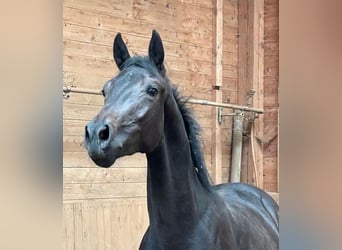 Oldenburg, Castrone, 3 Anni, 163 cm, Baio nero