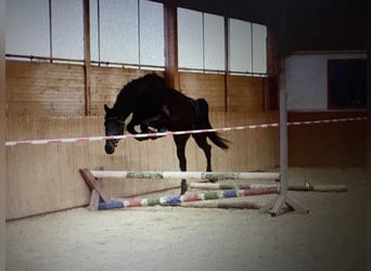 Oldenburg, Castrone, 3 Anni, 163 cm, Baio nero