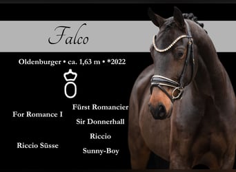 Oldenburg, Castrone, 3 Anni, 163 cm, Baio nero