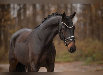 Oldenburg, Castrone, 3 Anni, 163 cm, Baio nero