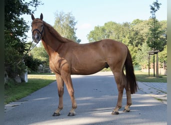 Oldenburg, Castrone, 3 Anni, 163 cm, Sauro