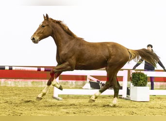 Oldenburg, Castrone, 3 Anni, 164 cm