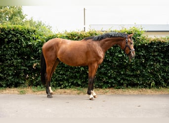 Oldenburg, Castrone, 3 Anni, 165 cm, Baio