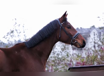 Oldenburg, Castrone, 3 Anni, 165 cm, Baio