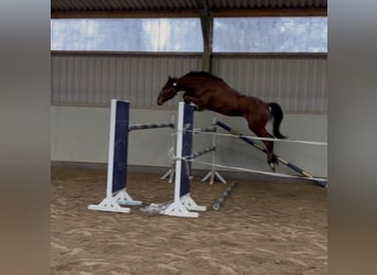 Oldenburg, Castrone, 3 Anni, 165 cm, Baio