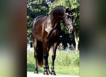 Oldenburg, Castrone, 3 Anni, 165 cm, Baio nero