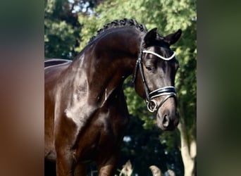 Oldenburg, Castrone, 3 Anni, 165 cm, Baio nero