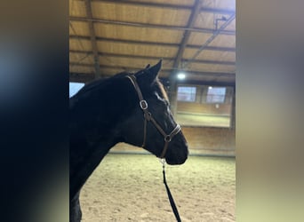 Oldenburg, Castrone, 3 Anni, 165 cm, Morello