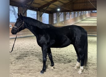 Oldenburg, Castrone, 3 Anni, 165 cm, Morello