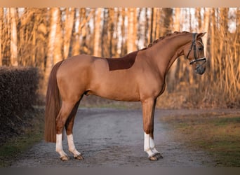 Oldenburg, Castrone, 3 Anni, 165 cm, Sauro