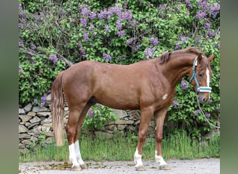 Oldenburg, Castrone, 3 Anni, 165 cm, Sauro