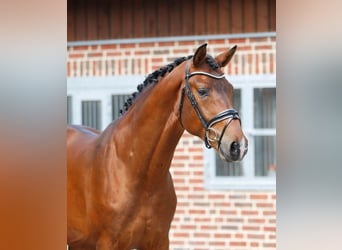 Oldenburg, Castrone, 3 Anni, 166 cm, Baio