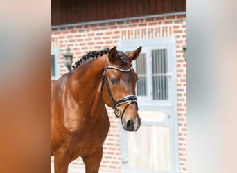 Oldenburg, Castrone, 3 Anni, 166 cm, Baio