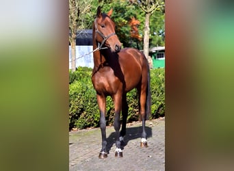 Oldenburg, Castrone, 3 Anni, 166 cm, Baio