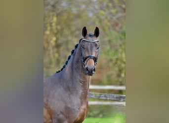 Oldenburg, Castrone, 3 Anni, 166 cm, Baio