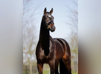 Oldenburg, Castrone, 3 Anni, 166 cm, Baio nero