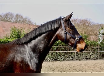 Oldenburg, Castrone, 3 Anni, 166 cm, Baio scuro