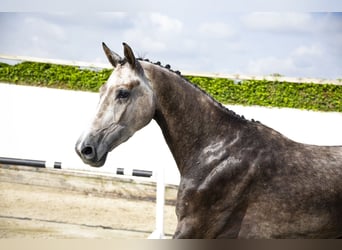 Oldenburg, Castrone, 3 Anni, 166 cm, Grigio