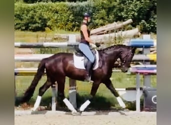 Oldenburg, Castrone, 3 Anni, 166 cm, Morello