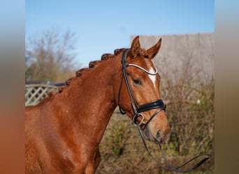 Oldenburg, Castrone, 3 Anni, 166 cm, Sauro