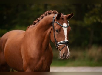 Oldenburg, Castrone, 3 Anni, 166 cm, Sauro