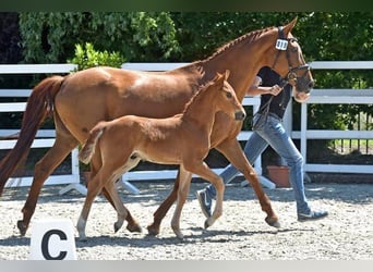 Oldenburg, Castrone, 3 Anni, 166 cm, Sauro