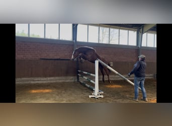 Oldenburg, Castrone, 3 Anni, 166 cm, Sauro