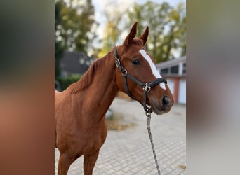 Oldenburg, Castrone, 3 Anni, 166 cm, Sauro