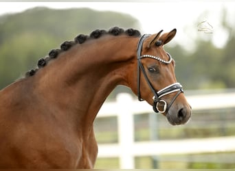 Oldenburg, Castrone, 3 Anni, 167 cm, Baio