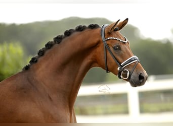 Oldenburg, Castrone, 3 Anni, 167 cm, Baio