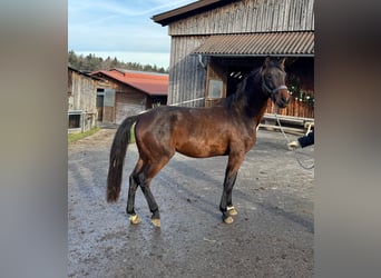Oldenburg, Castrone, 3 Anni, 167 cm, Baio scuro