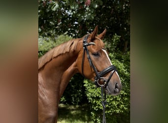 Oldenburg, Castrone, 3 Anni, 167 cm, Sauro