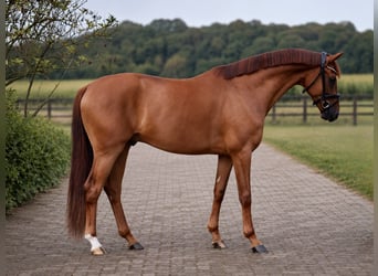 Oldenburg, Castrone, 3 Anni, 167 cm, Sauro scuro