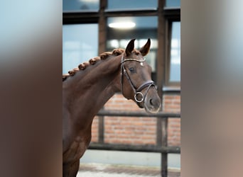 Oldenburg, Castrone, 3 Anni, 167 cm, Sauro scuro