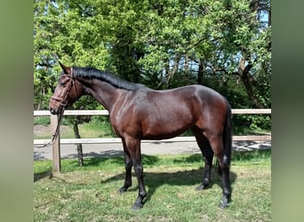 Oldenburg, Castrone, 3 Anni, 168 cm, Baio