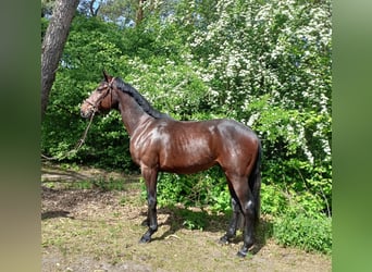 Oldenburg, Castrone, 3 Anni, 168 cm, Baio