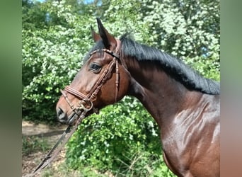 Oldenburg, Castrone, 3 Anni, 168 cm, Baio