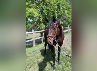 Oldenburg, Castrone, 3 Anni, 168 cm, Baio