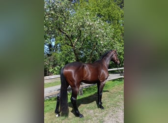 Oldenburg, Castrone, 3 Anni, 168 cm, Baio