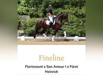 Oldenburg, Castrone, 3 Anni, 168 cm, Baio