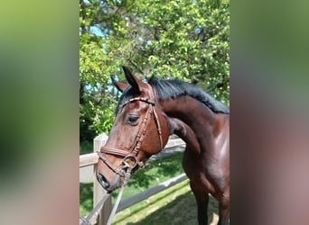 Oldenburg, Castrone, 3 Anni, 168 cm, Baio