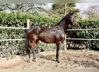 Oldenburg, Castrone, 3 Anni, 168 cm, Baio scuro