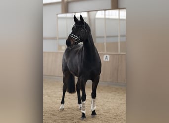 Oldenburg, Castrone, 3 Anni, 168 cm, Baio scuro