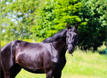 Oldenburg, Castrone, 3 Anni, 168 cm, Morello