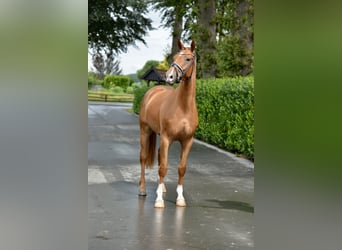 Oldenburg, Castrone, 3 Anni, 168 cm, Sauro