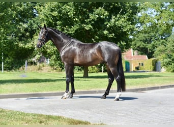 Oldenburg, Castrone, 3 Anni, 169 cm, Baio nero