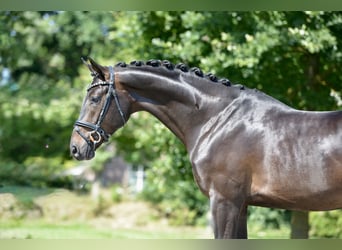 Oldenburg, Castrone, 3 Anni, 169 cm, Baio nero