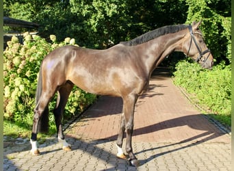 Oldenburg, Castrone, 3 Anni, 169 cm, Baio scuro