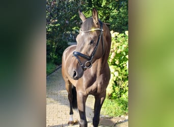 Oldenburg, Castrone, 3 Anni, 169 cm, Baio scuro