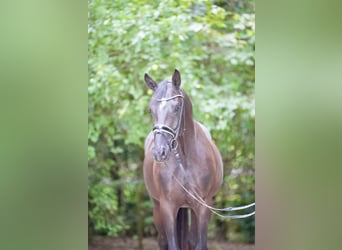 Oldenburg, Castrone, 3 Anni, 169 cm, Morello